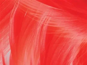 Francia de Nancy Huston