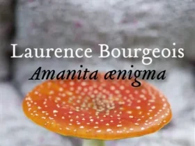 AMANITA ÆNIGMA